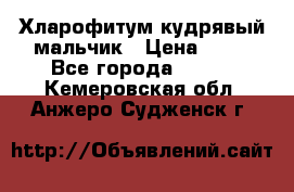 Хларофитум кудрявый мальчик › Цена ­ 30 - Все города  »    . Кемеровская обл.,Анжеро-Судженск г.